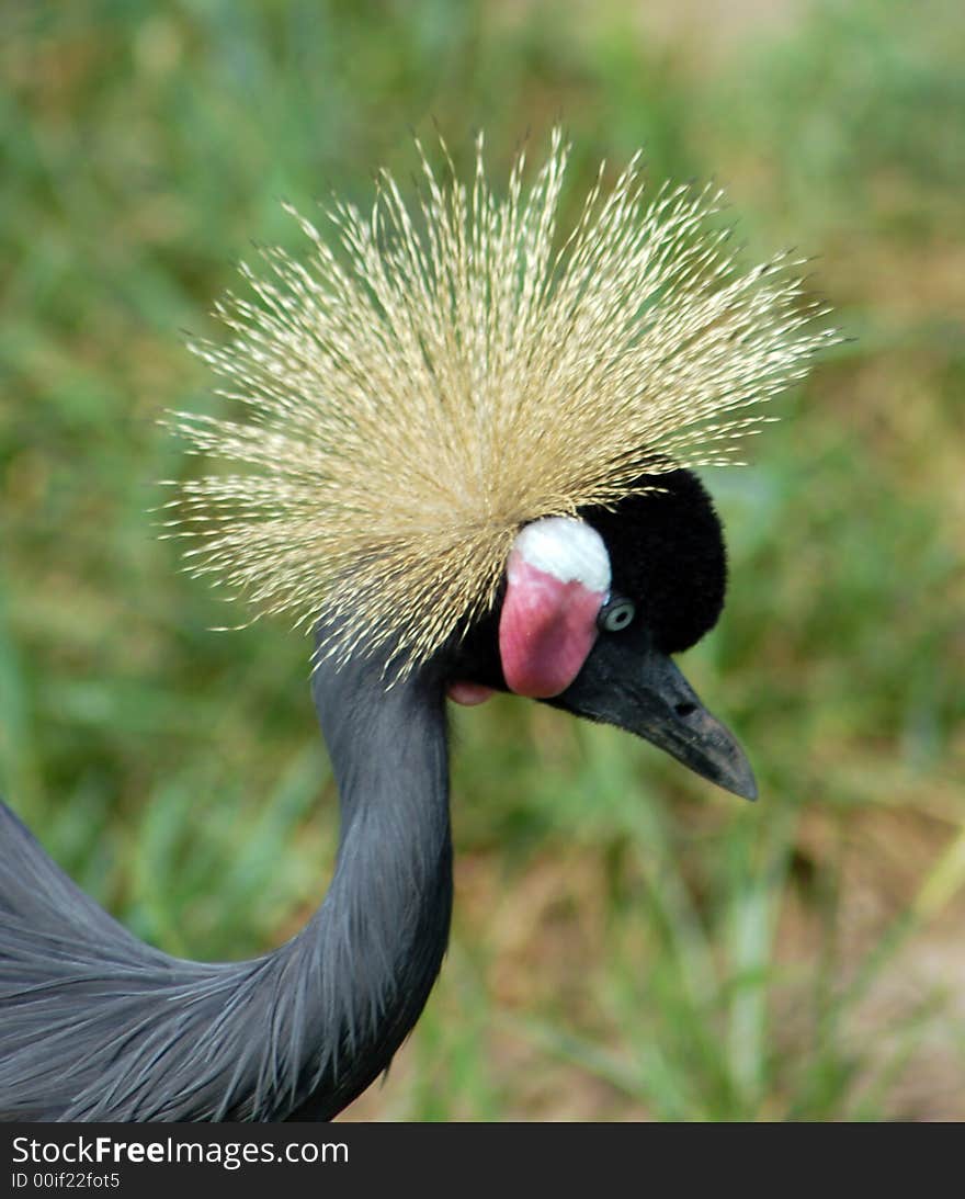 Asian crane with interesting plumage. Asian crane with interesting plumage