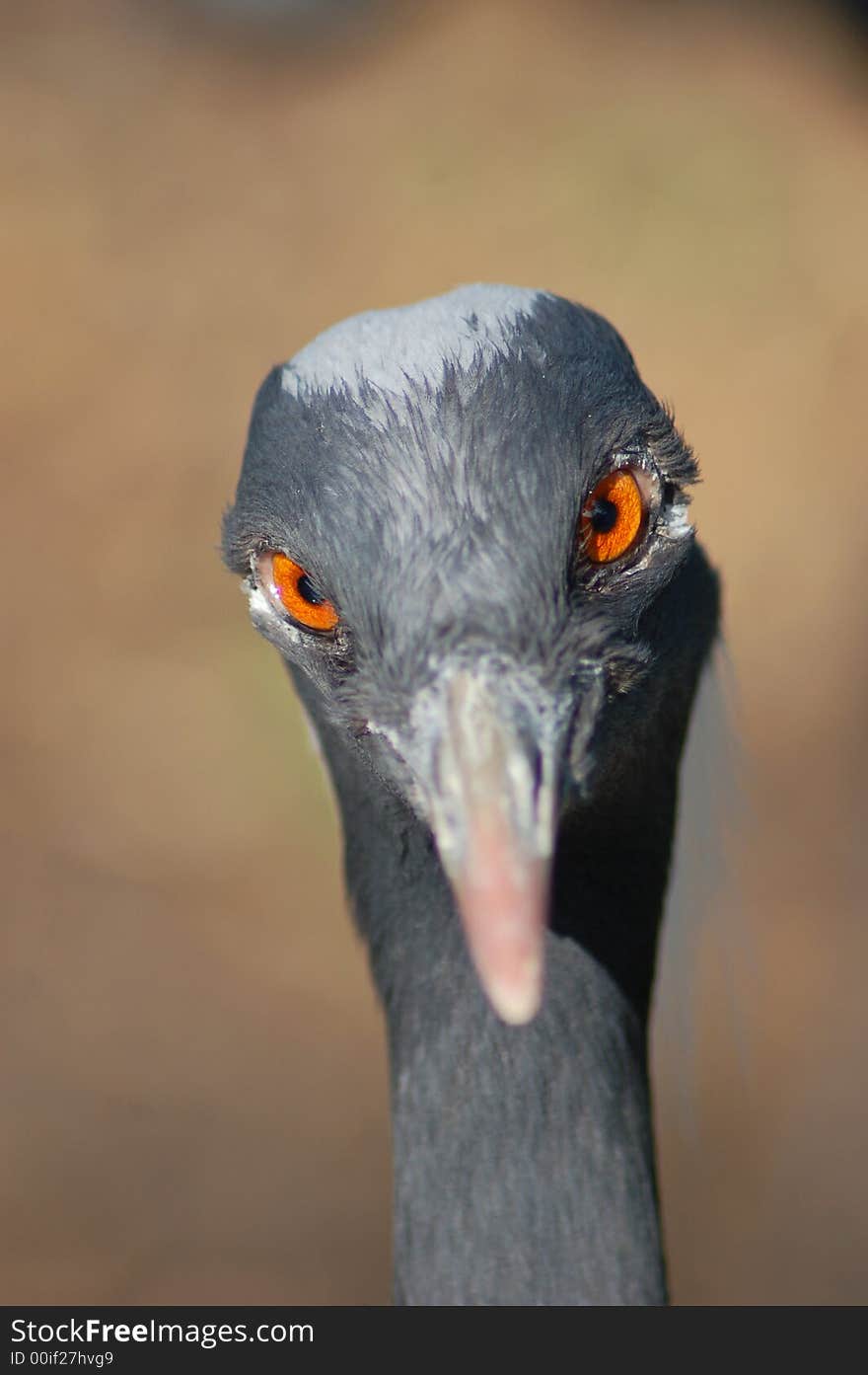 Crane Head