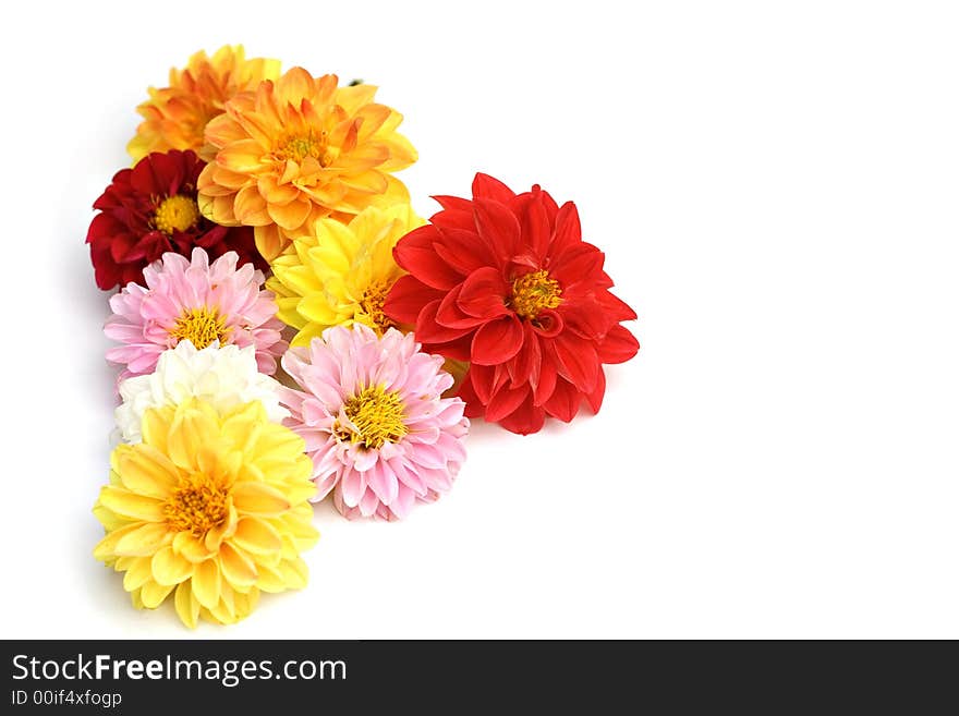 A border of colorful summer dahlias on white - room for copy space. A border of colorful summer dahlias on white - room for copy space.