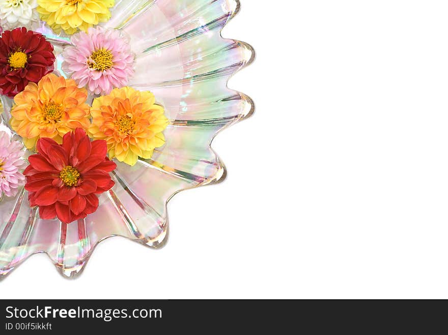 An iridescent glass dish filled with water  - floating dahlia blooms of many colors. An iridescent glass dish filled with water  - floating dahlia blooms of many colors.