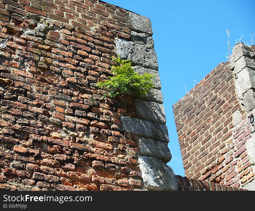 Old Wall with a plant growing between the bricks. Old Wall with a plant growing between the bricks