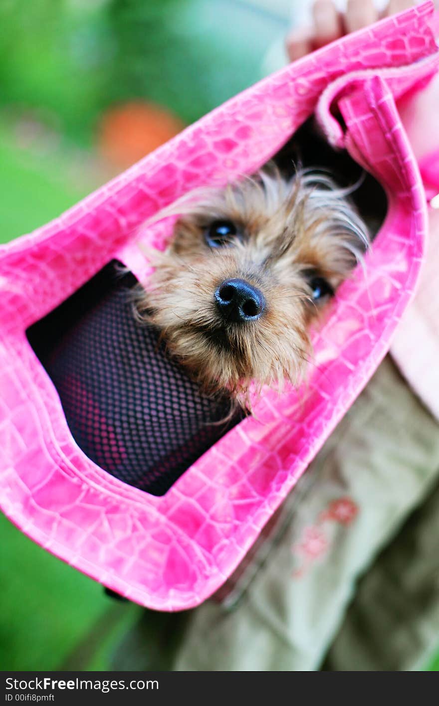 Yorkie In A Pink Purse