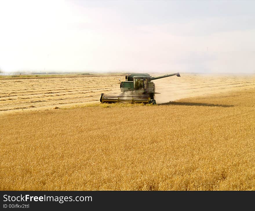 Harvest Gold