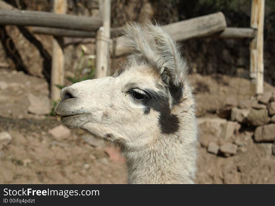 Llama face