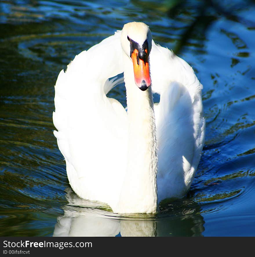 Swan