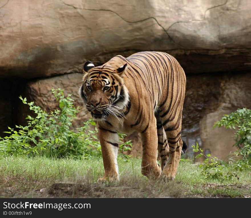 Full close up image of tiger prowling at zoo,. Full close up image of tiger prowling at zoo,