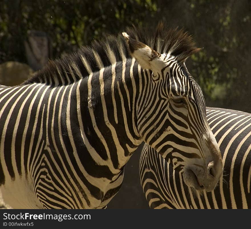 Zebra in their natural environment