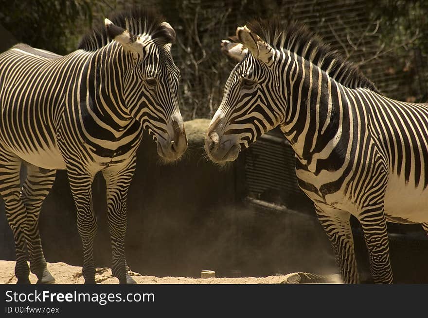 Zebra in their natural environment