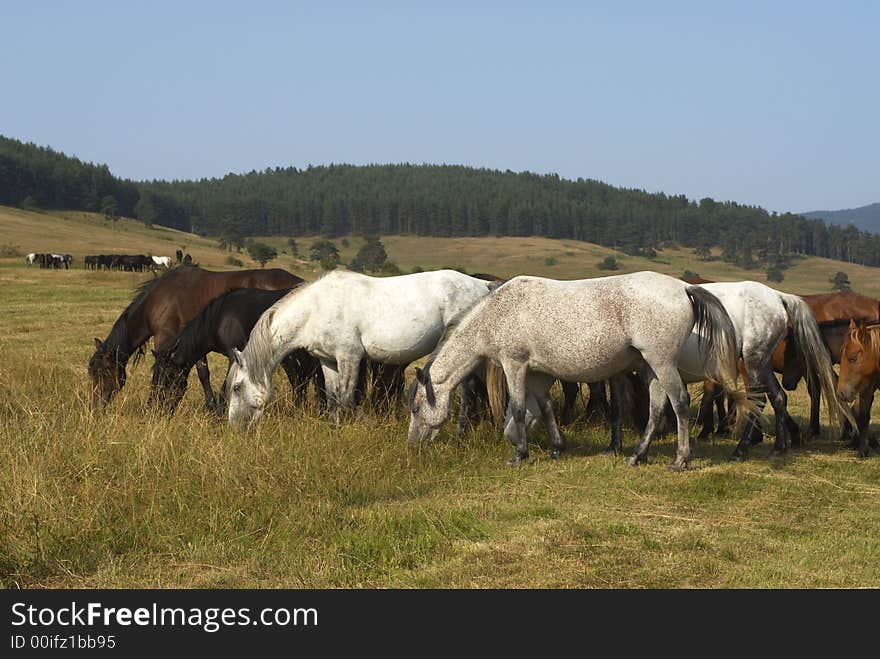 Wild horses with mountain field and lake