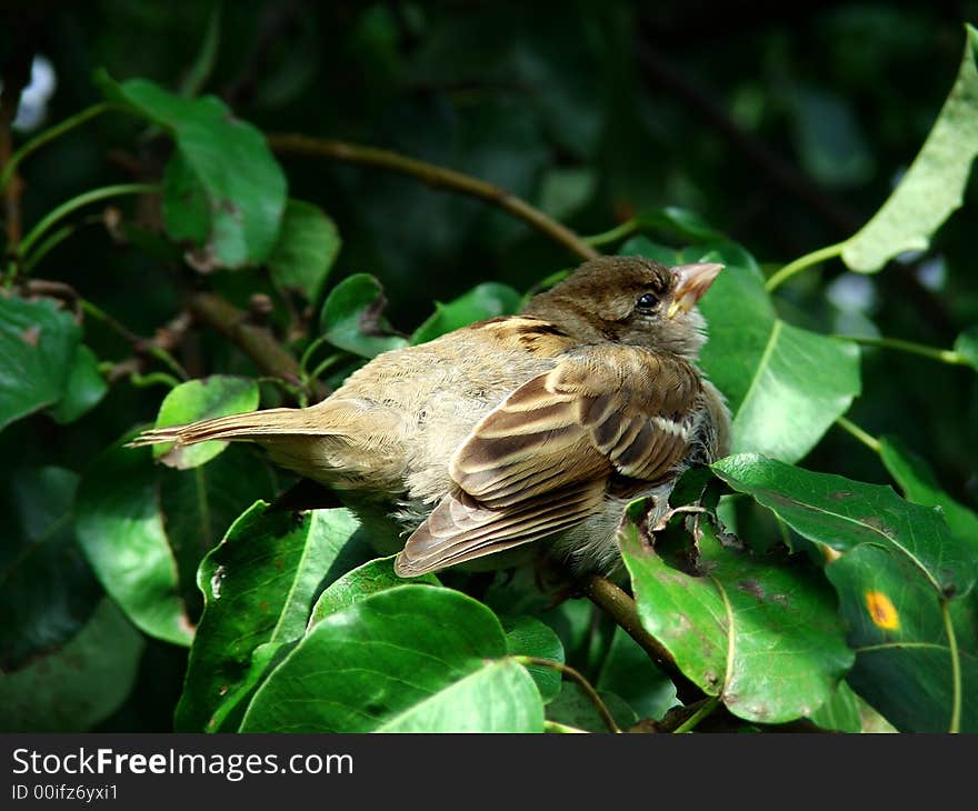 Sparrow in pear-tree