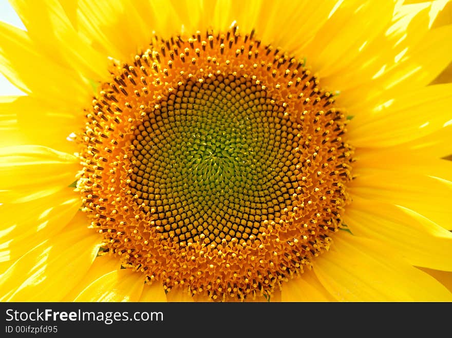 Sunflower