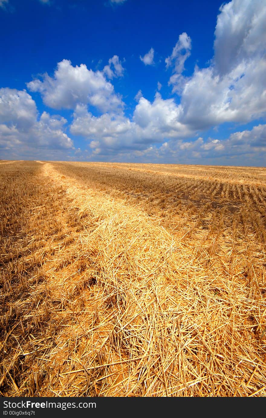 Oblique field wheat and clouds, summer day