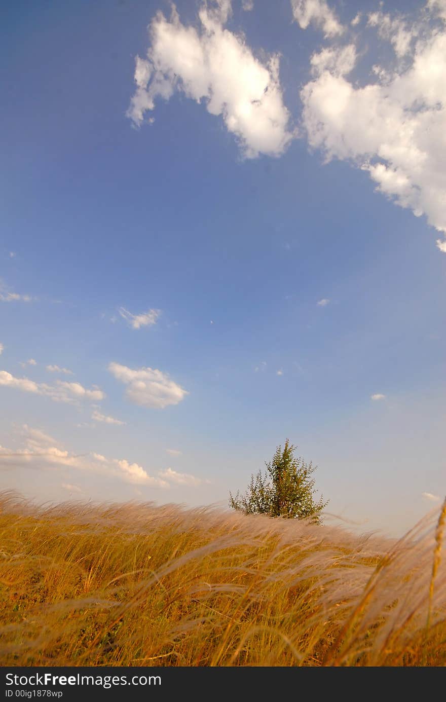 Lonely tree and steppe