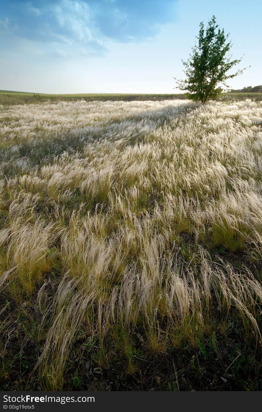 Lonely tree and steppe