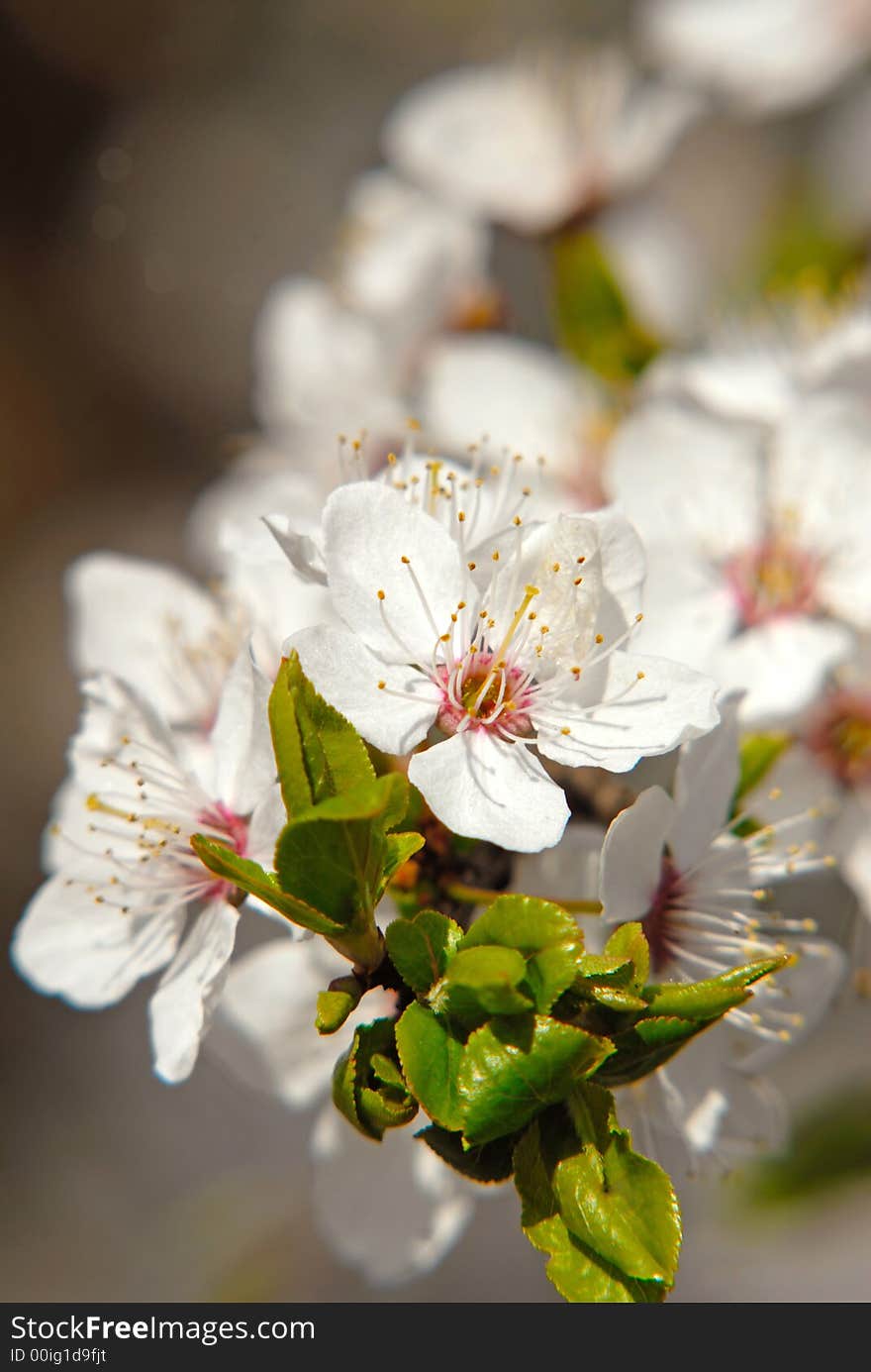 Inflorescence of colors plums,  close up,  spring garden, April. Inflorescence of colors plums,  close up,  spring garden, April