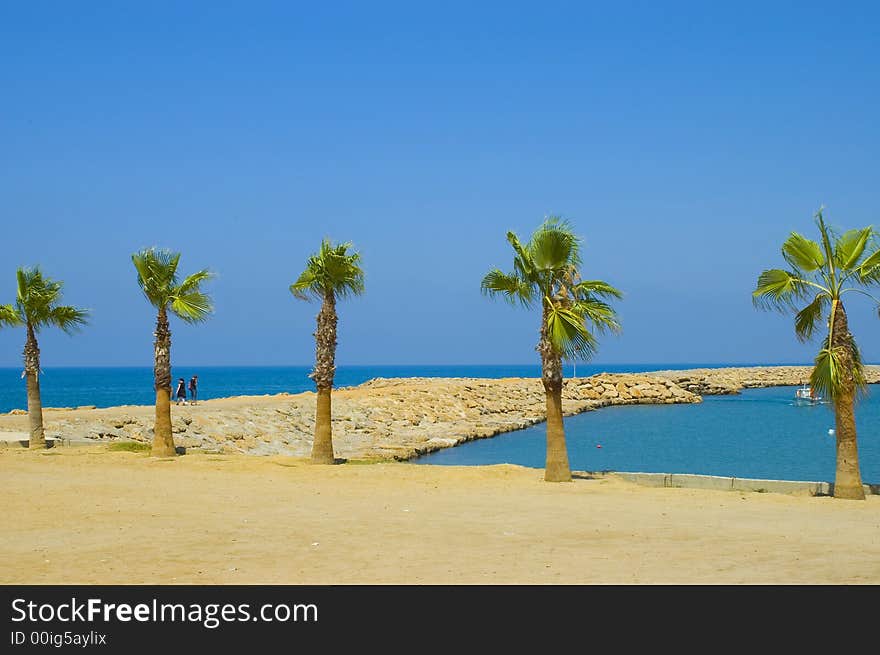 Palm trees beach