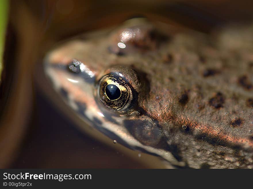 Close up of a brown frog. Close up of a brown frog