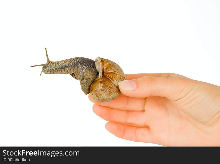 Snail in hands on a white isolated background