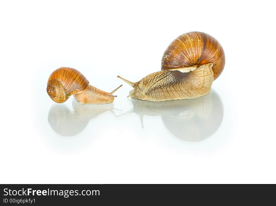 Snail creeping on a white background