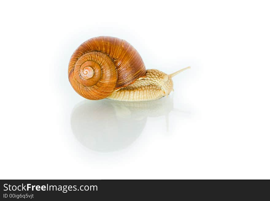 Snail creeping on a white background