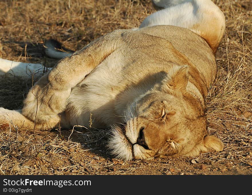 Female lion sleeping