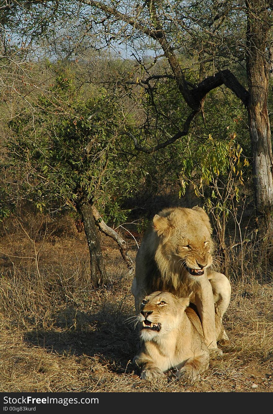 Wild African lions mating. Kruger Park. South Africa.