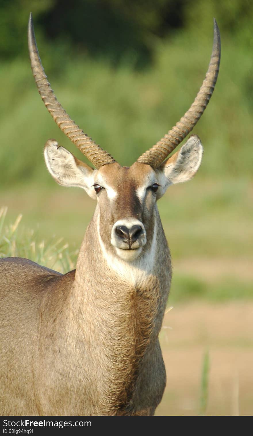 African Waterbuck Antelope