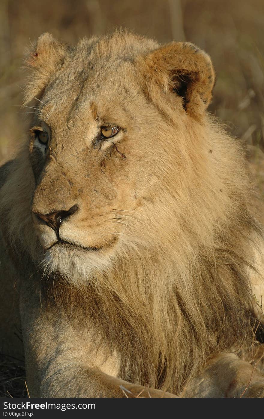 Male Lion