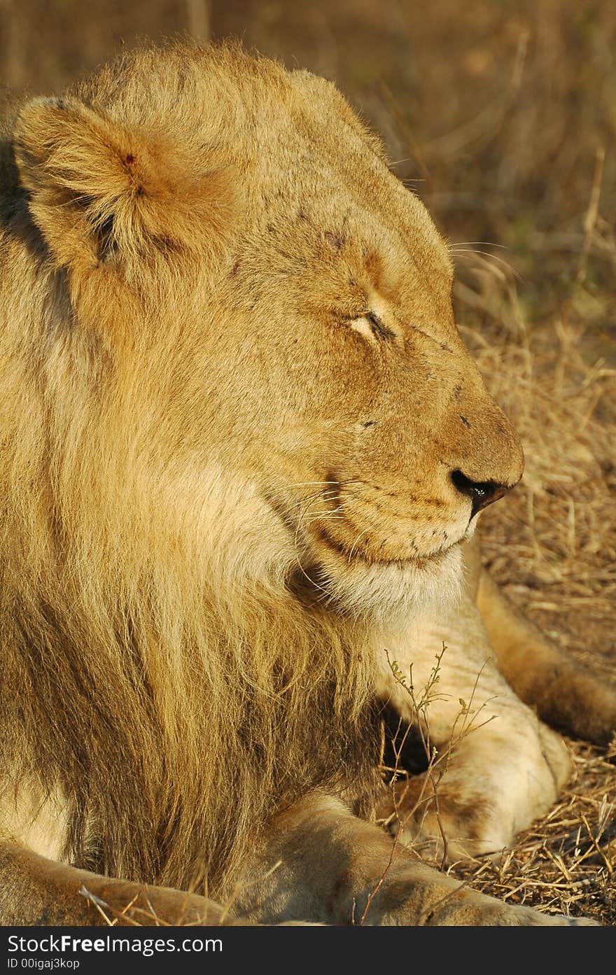 Young african male lion sleeping in the midday sun. Kruger Park. South Africa.