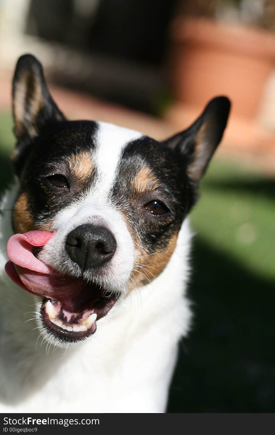 Goofy dog running with tounge hanging out