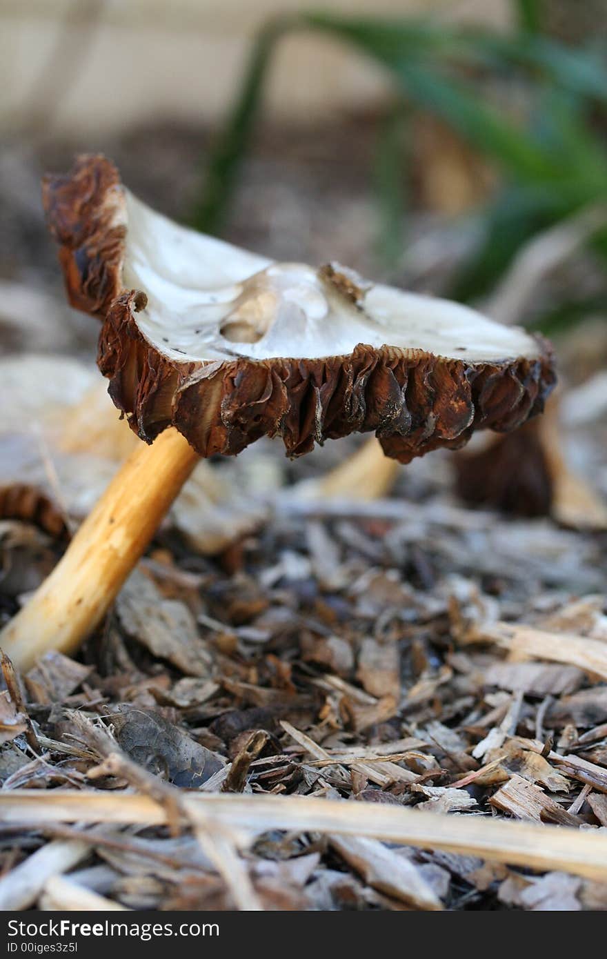 Macro shot of a toadstool