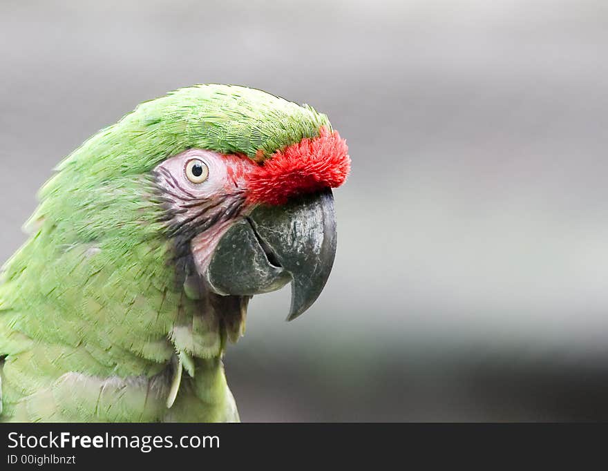 Parrot head