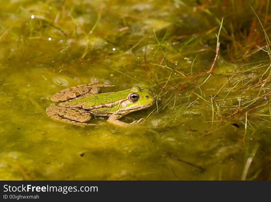 Frog in pond