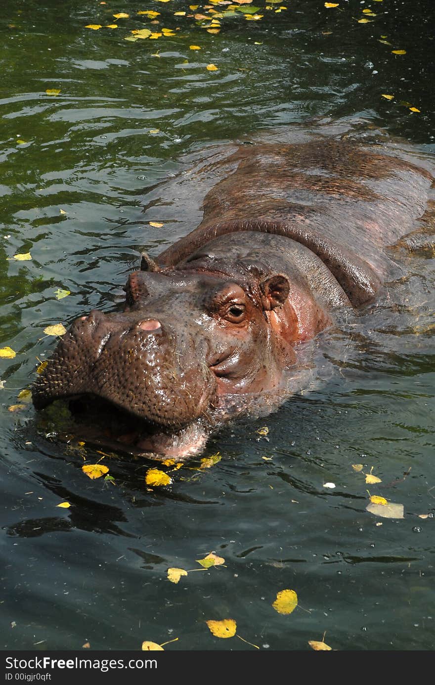 Hippo is waiting for some eat. Hippo is waiting for some eat.