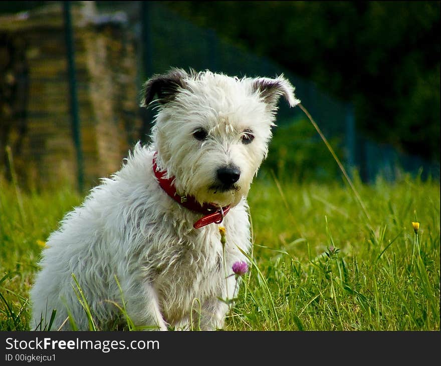 White dog in green glass.