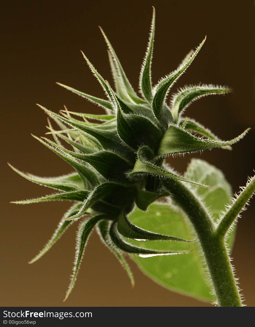 Sunflower Waiting to Bloom