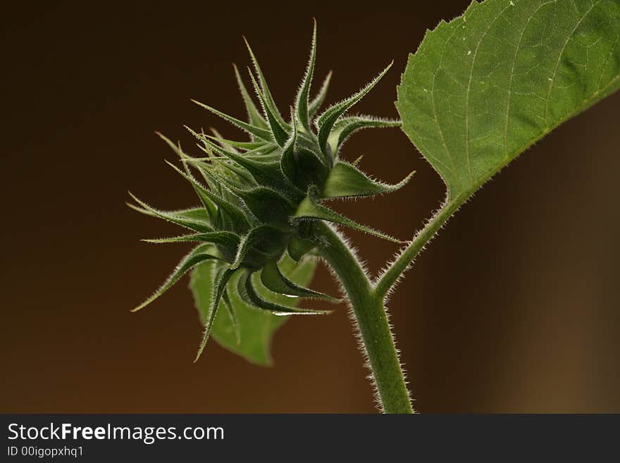 A sunflower representing a bad hair day.