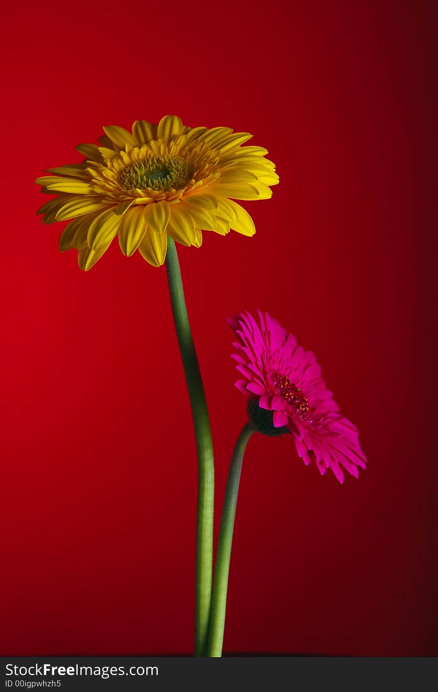 Flowers on red background texture