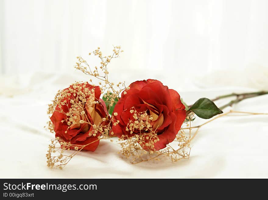 Beautiful yellow and red hybrid roses closeup laying down. Beautiful yellow and red hybrid roses closeup laying down