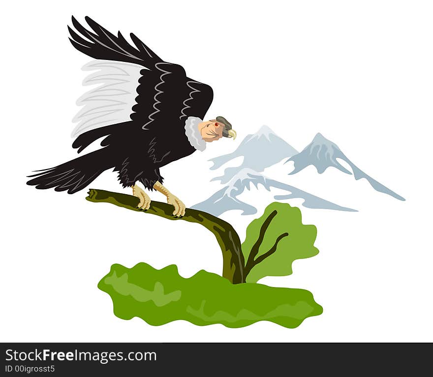 Vector art of an andean condor. Vector art of an andean condor