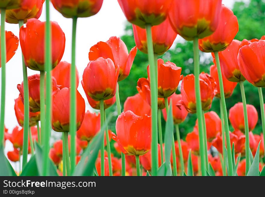 Red Tulips in spring garden