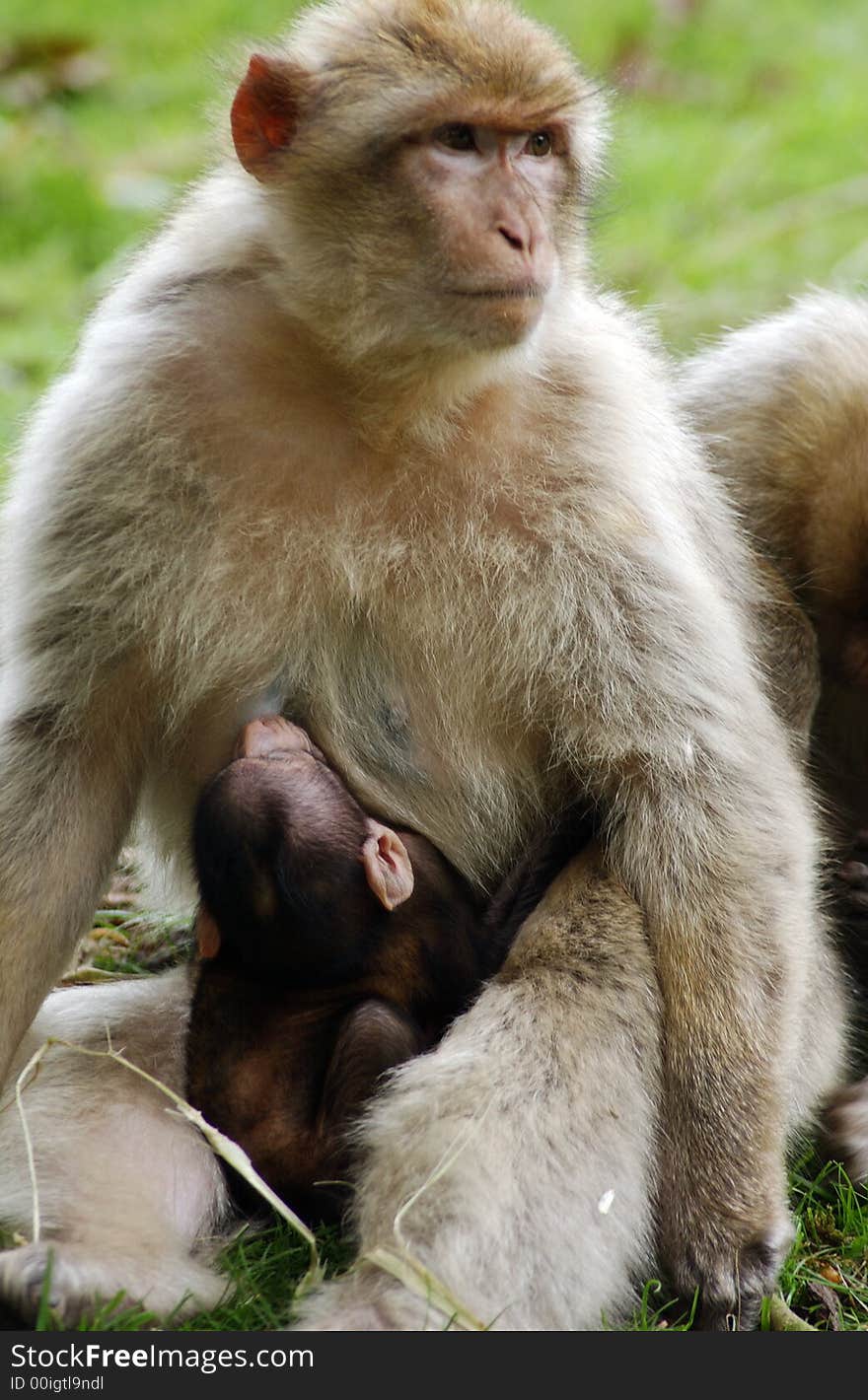 A baby monkey with its parent