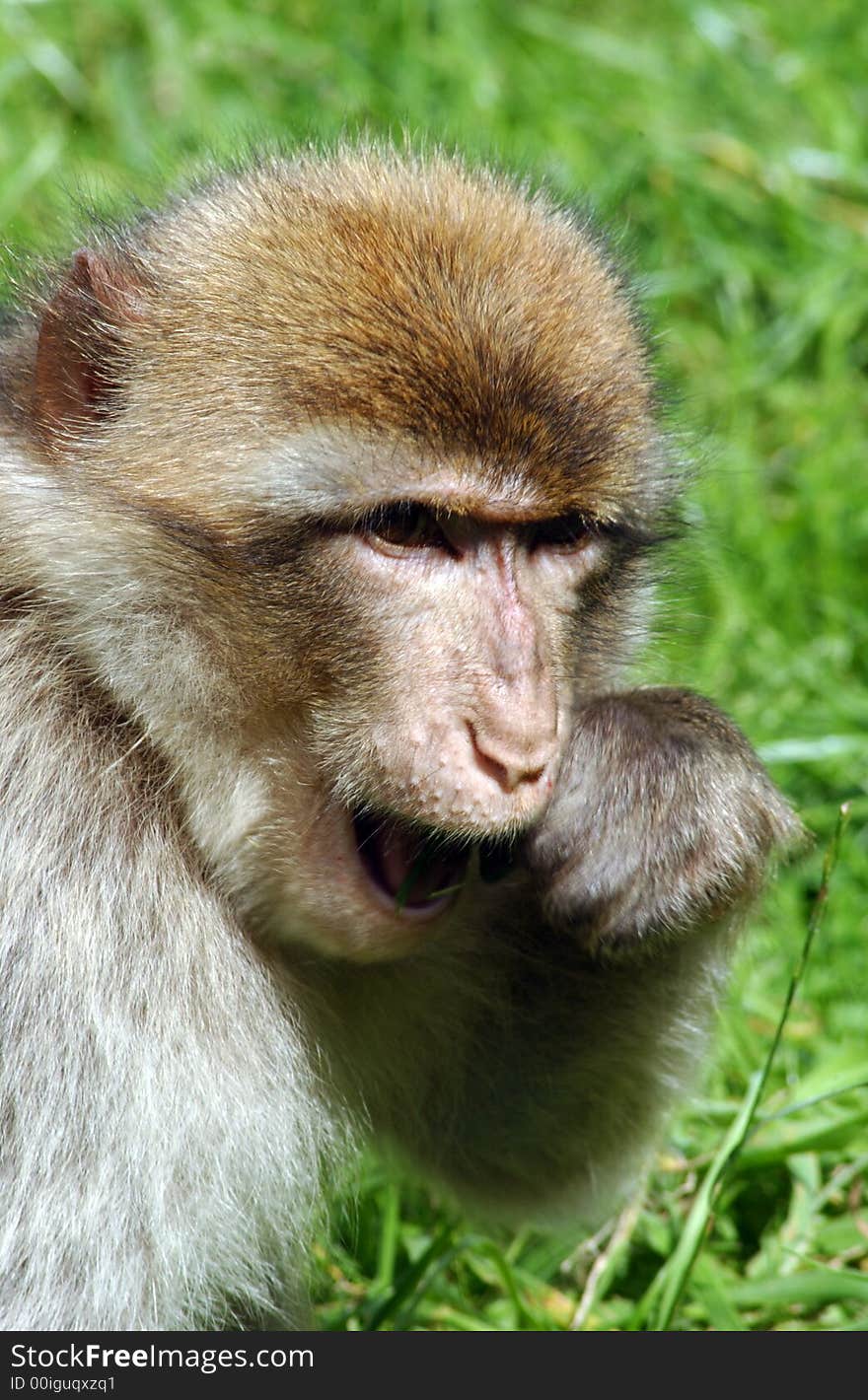 A monkey eating its lunch whilst being alert