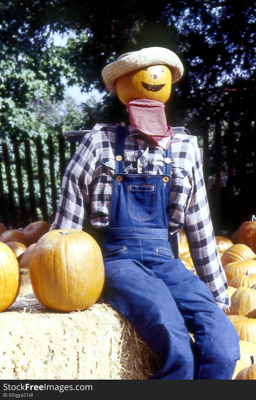 Keeping an eye on the Pumpkin Patch . Keeping an eye on the Pumpkin Patch .