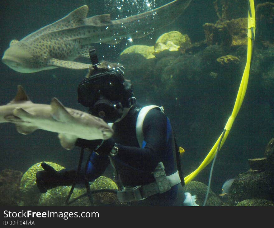 Tropical fish swimming through a coral reef. Tropical fish swimming through a coral reef