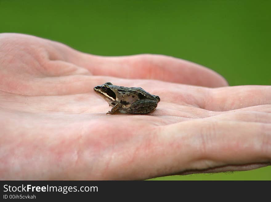 Small frog on a palm of the person. Small frog on a palm of the person.