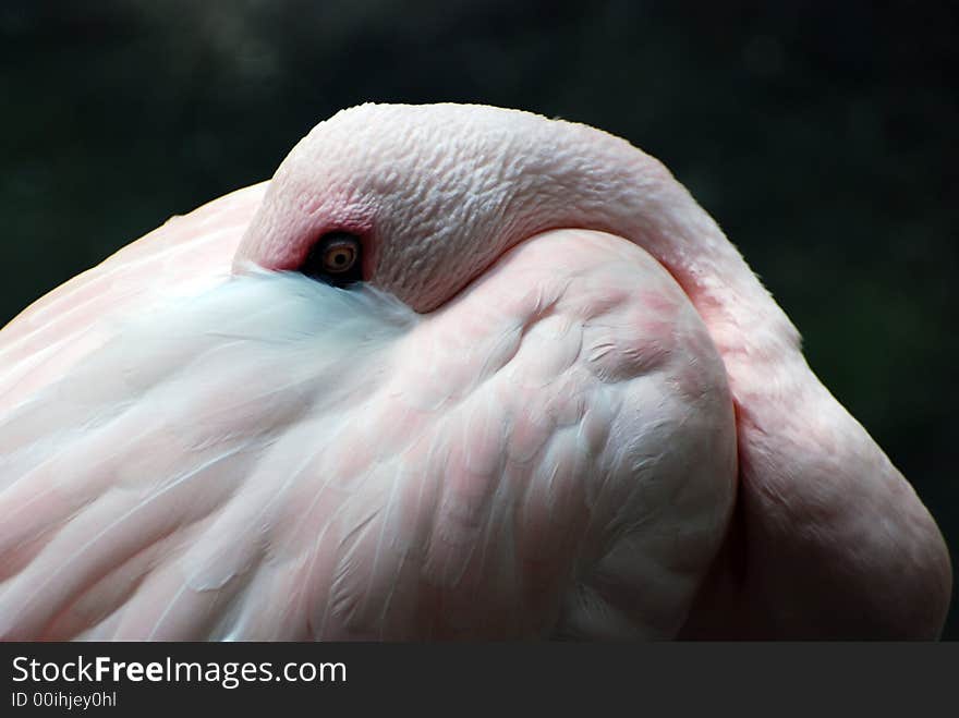 Flamingo