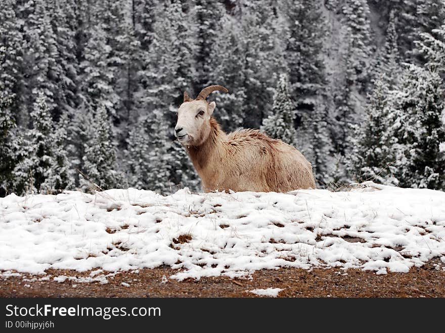 Long Horn Sheep eating at the edge of the road in Canada.