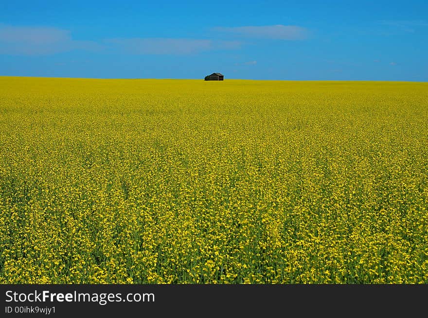 Canola Field