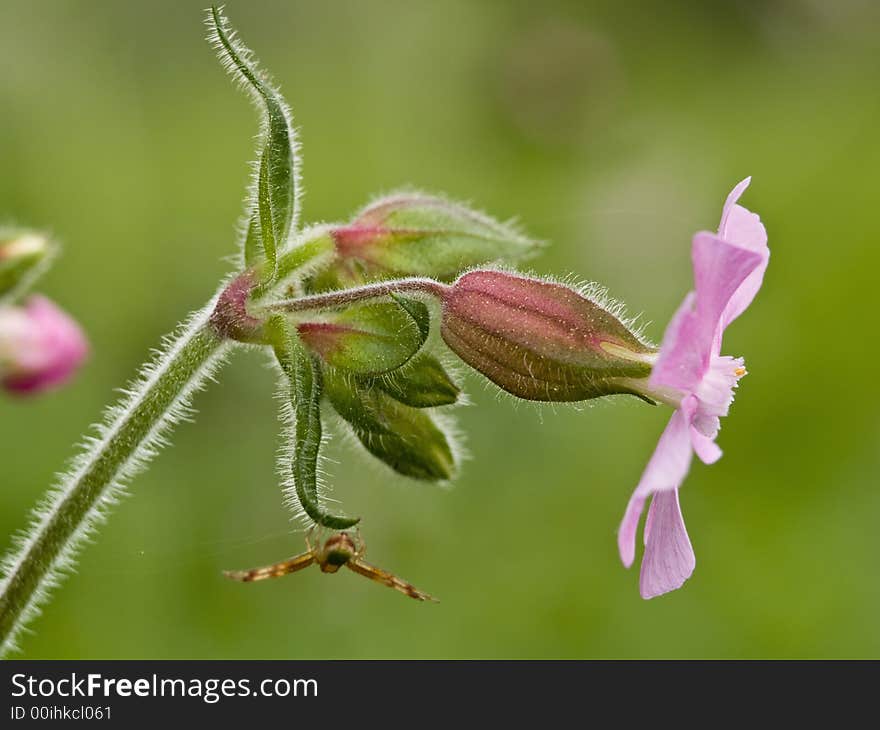 Red Campion, Silene Dioica